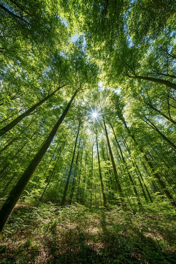 Trees resized